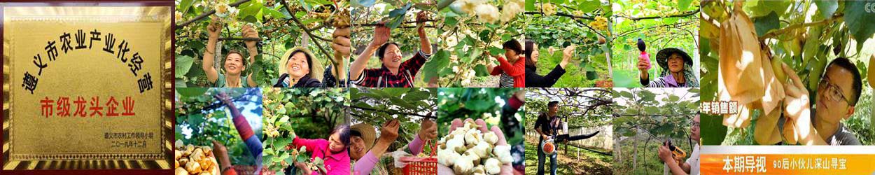 獼猴桃種植技術(shù)