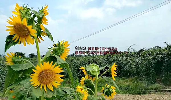 蒲江紅心獼猴桃基地