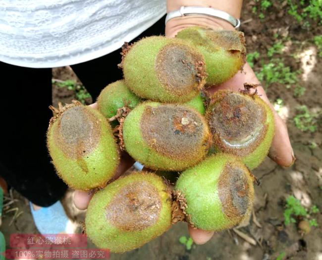 獼猴桃果實(shí)灰霉病