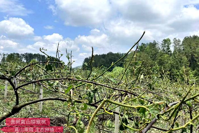 獼猴桃冰雹災(zāi)害損失