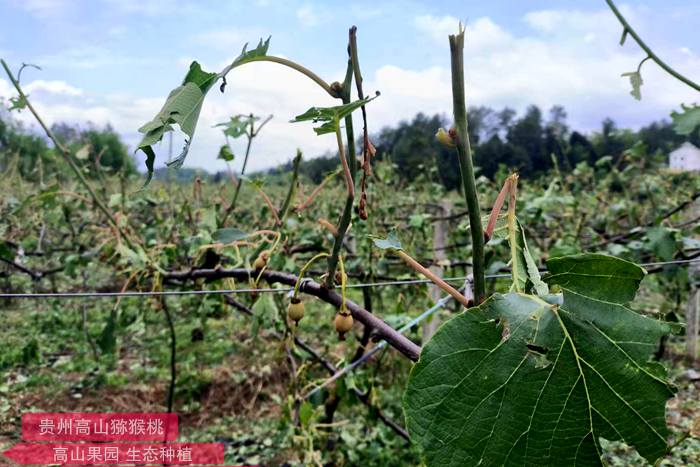 獼猴桃冰雹災(zāi)害損失