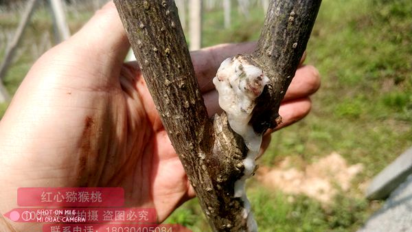 獼猴桃細(xì)菌性潰瘍病