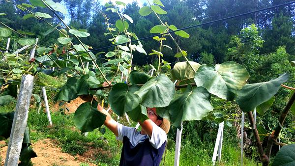 貴州遵義播州播宏紅心獼猴桃種植園