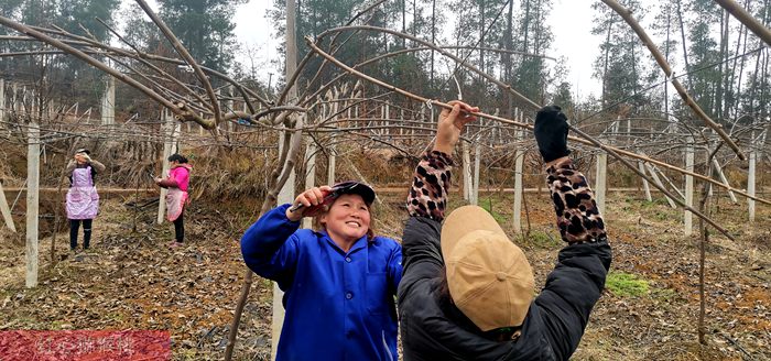 貴州高山紅心獼猴桃接穗