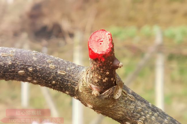 獼猴桃噴藥預(yù)防