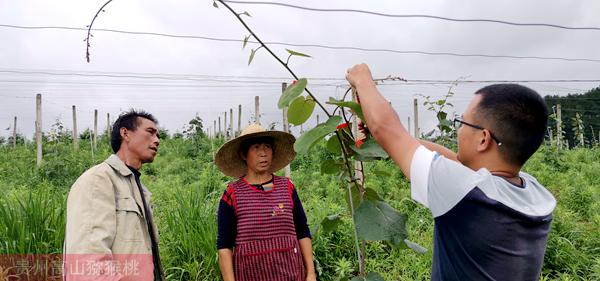 紅心獼猴桃果園技術(shù)