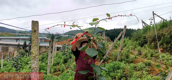 紅心獼猴桃果園技術(shù)