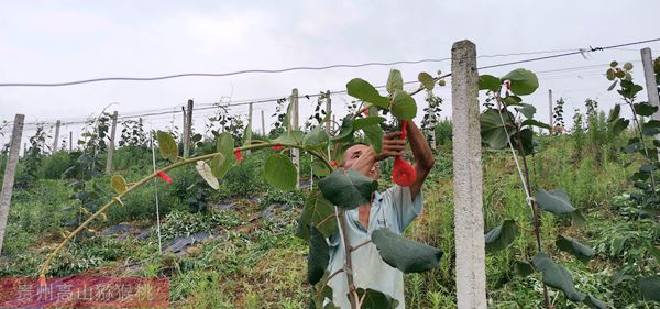 有機紅心獼猴桃果園除草