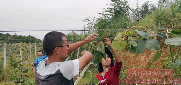 紅心獼猴桃