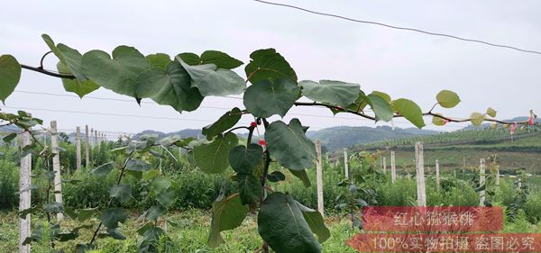 貴州獼猴桃技術(shù)管理