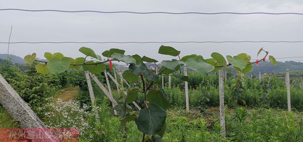 紅心獼猴桃幼樹(shù)