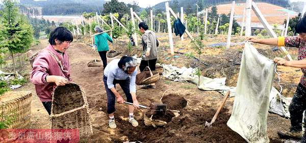 各種有機(jī)肥漚制與配肥施放技巧