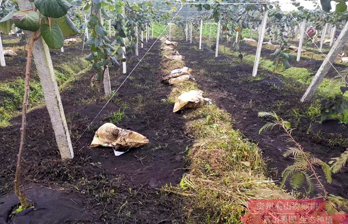 貴州播宏綠色生態(tài)獼猴桃