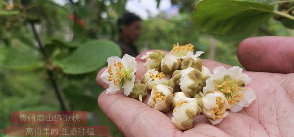 獼猴桃授粉