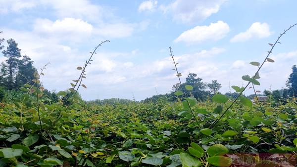 四川成都獼猴桃價格