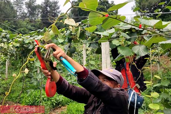 湖南有機(jī)獼猴桃夏季修剪