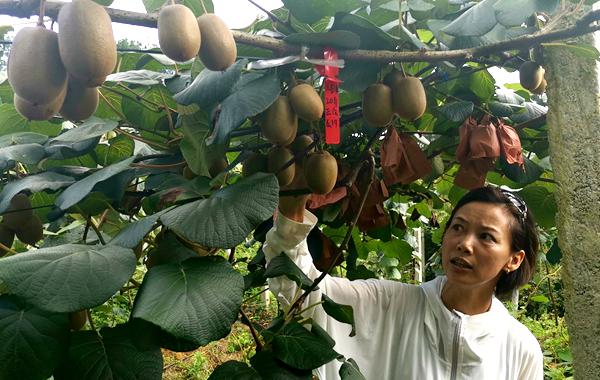 貴州高山有機紅心獼猴桃認(rèn)養(yǎng)