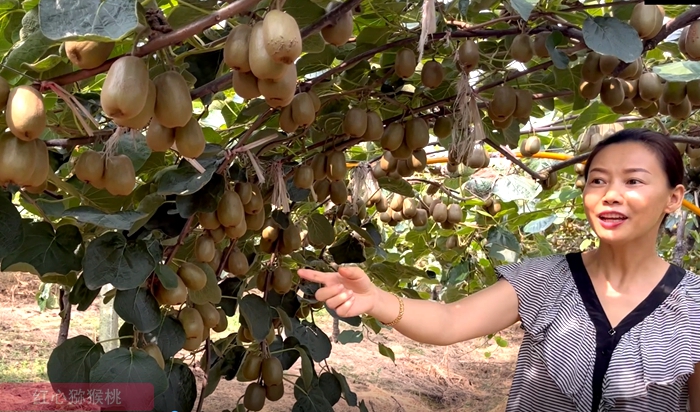 redkiwifruit