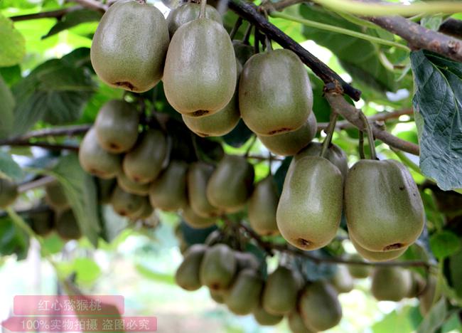 kiwifruit