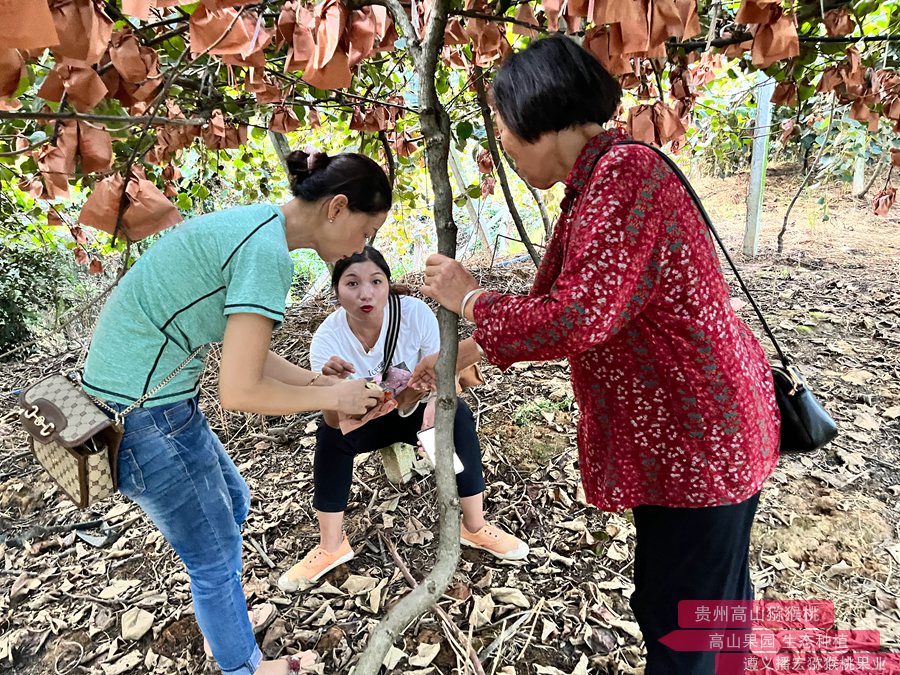 sungold orchard management