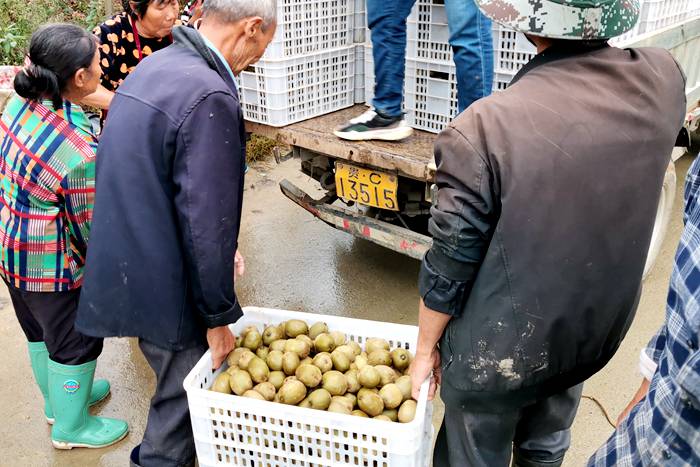 播州區(qū)三岔鎮(zhèn)獼猴桃果園采摘裝車