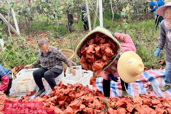 貴州高山獼猴桃采摘