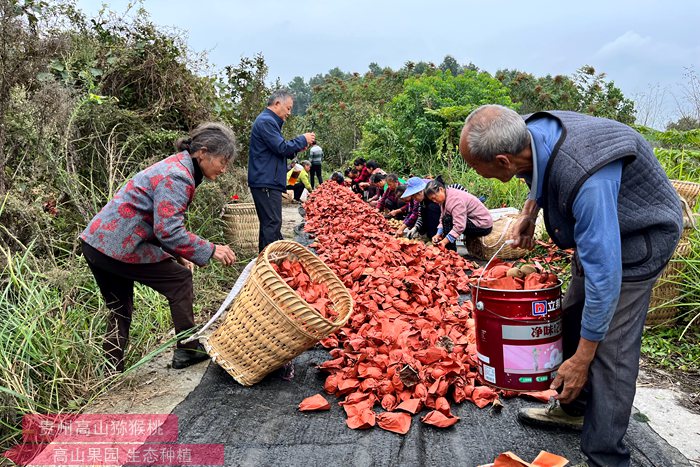 東紅獼猴桃豐產(chǎn)果園