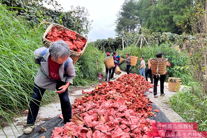 成都紅心獼猴桃