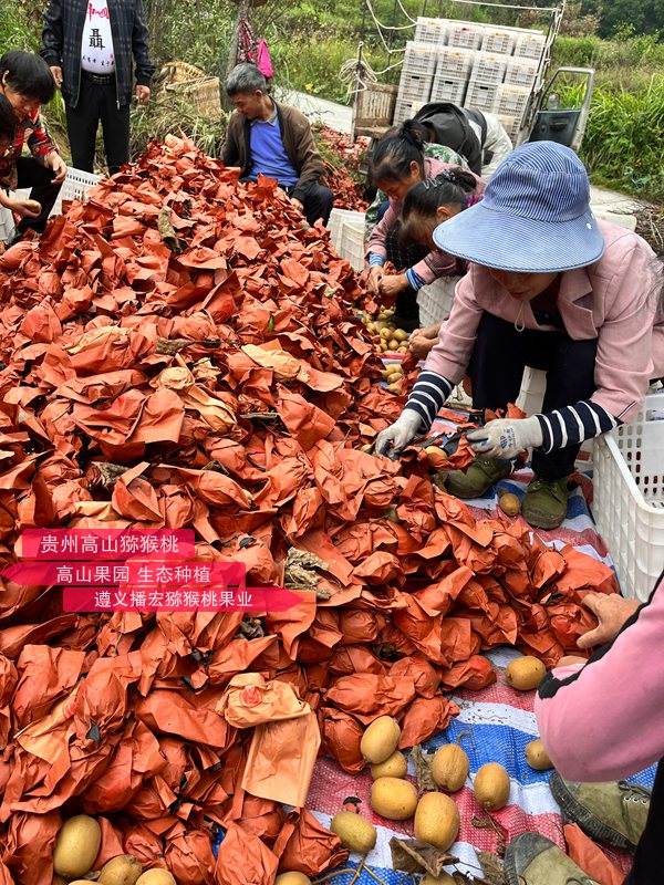 東紅獼猴桃果園