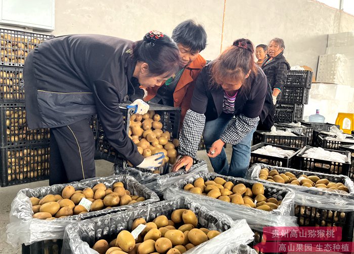 sungold kiwi orchard