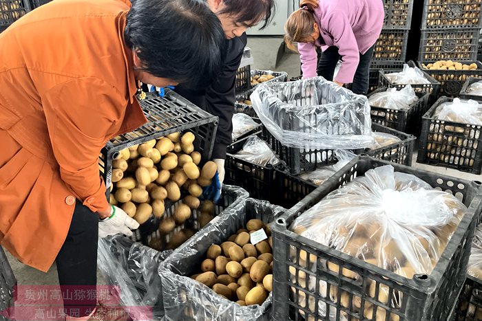 金果獼猴桃