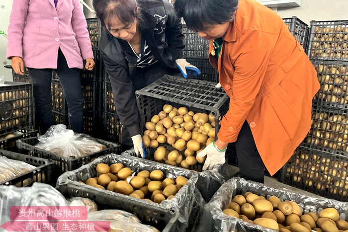 yellow Kiwifruit