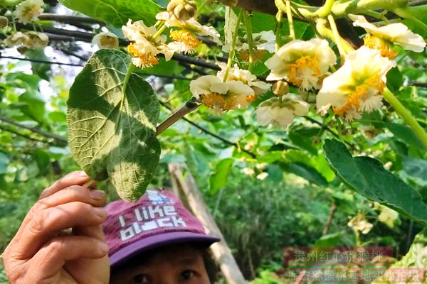 貴長獼猴桃花粉采摘