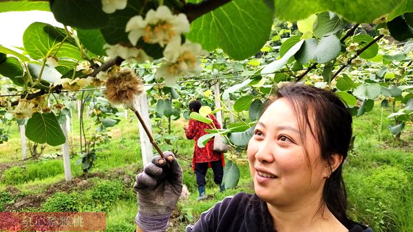 陽光金果獼猴桃花粉