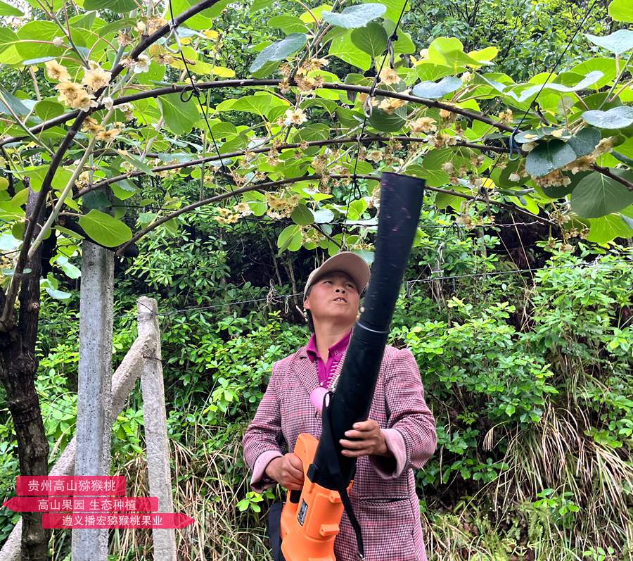 Kiwi pollen supplier