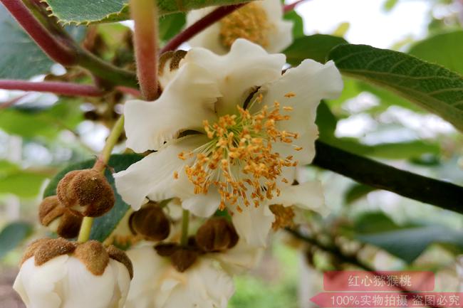 陽(yáng)光金果G3獼猴桃花粉