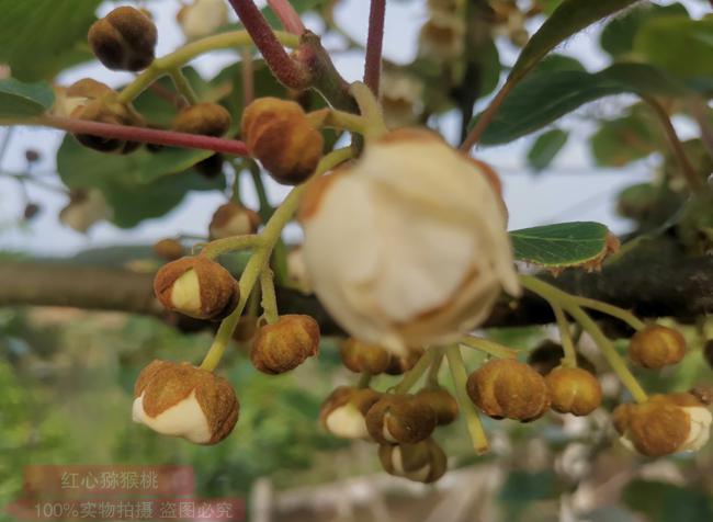 獼猴桃花粉價(jià)格多少錢(qián)一克