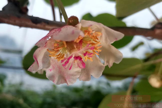 獼猴桃花粉批發(fā)團購