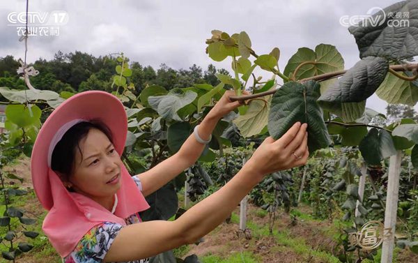 陽光金果g3獼猴桃