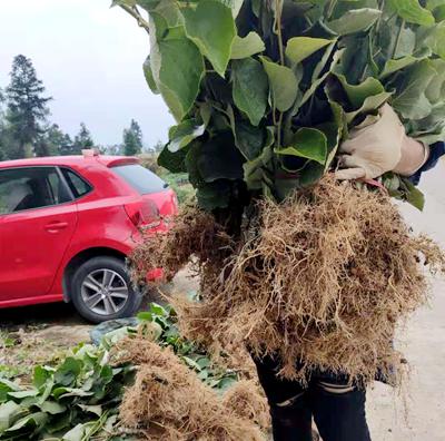 黃心獼猴桃苗木基地