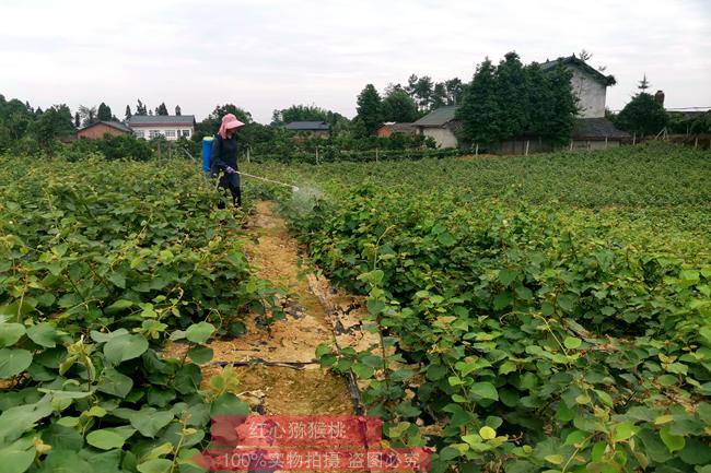 陽光金果獼猴桃苗木基地