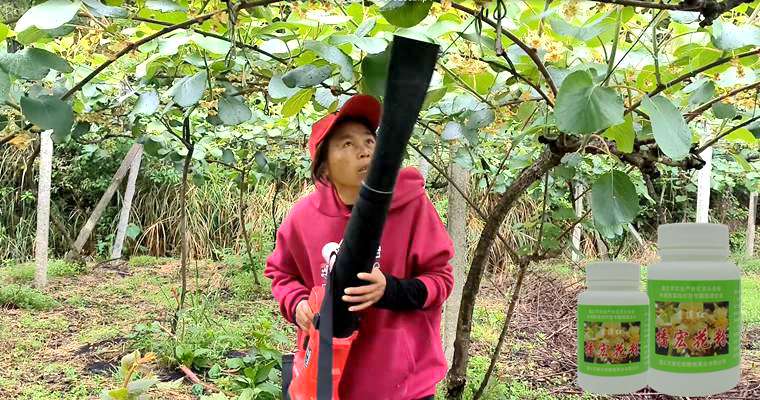 Use of kiwi pollination tools