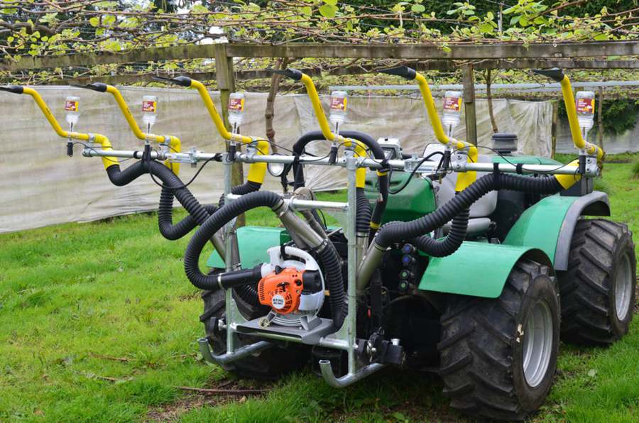 pollinate kiwifruit