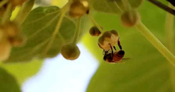 獼猴桃蜜蜂授粉