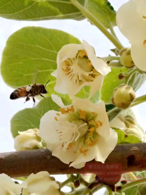 kiwifruit pollination