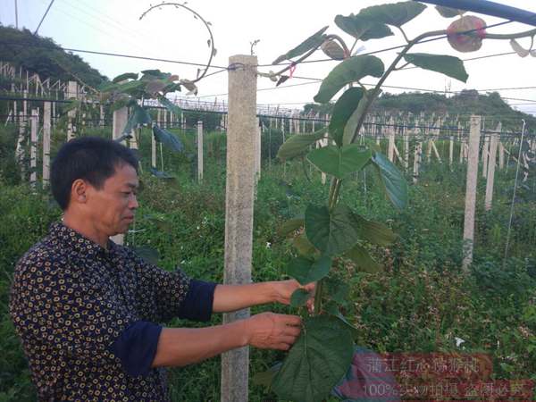 獼猴桃種植技術(shù)培訓(xùn)