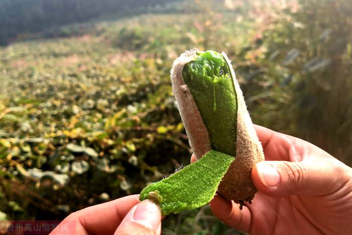 華特獼猴桃