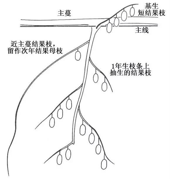 紅心獼猴桃冬季修剪