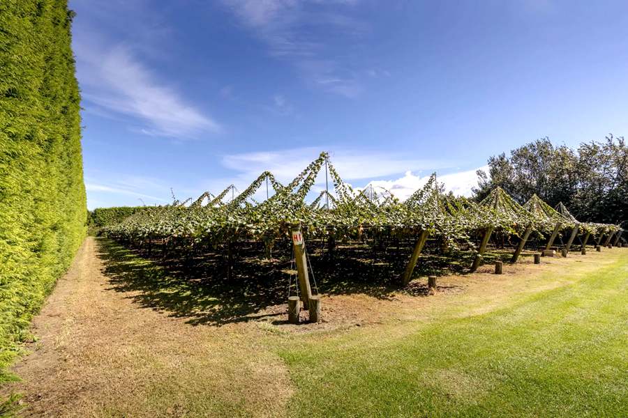 New Zealand's newly built Sunshine Golden Fruit Orchard