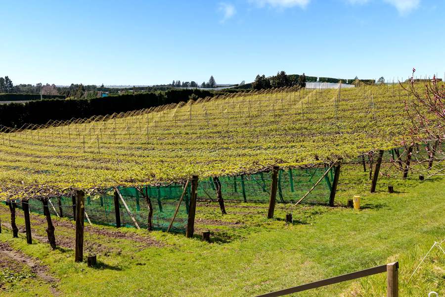 New Zealand's newly built Sunshine Golden Fruit Orchard